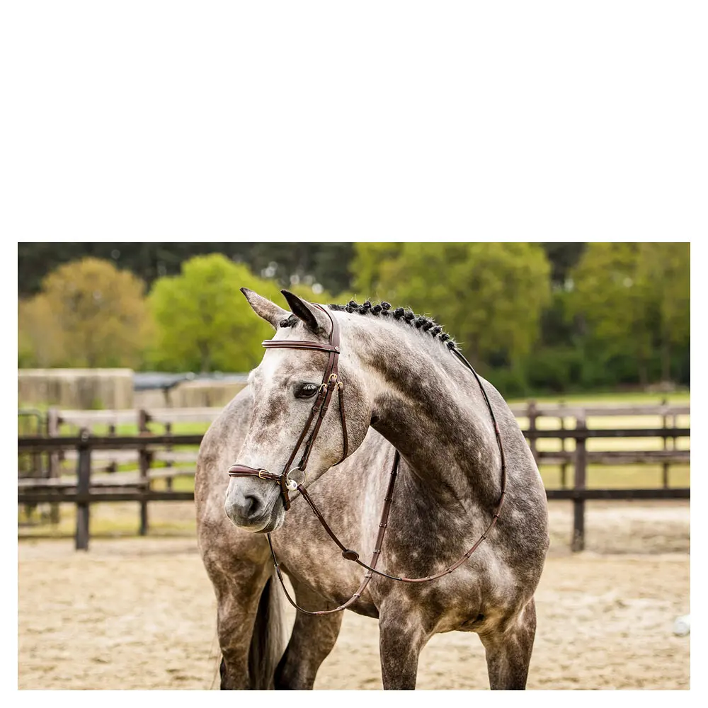 Anatomical riding bridle Trust Barcelona