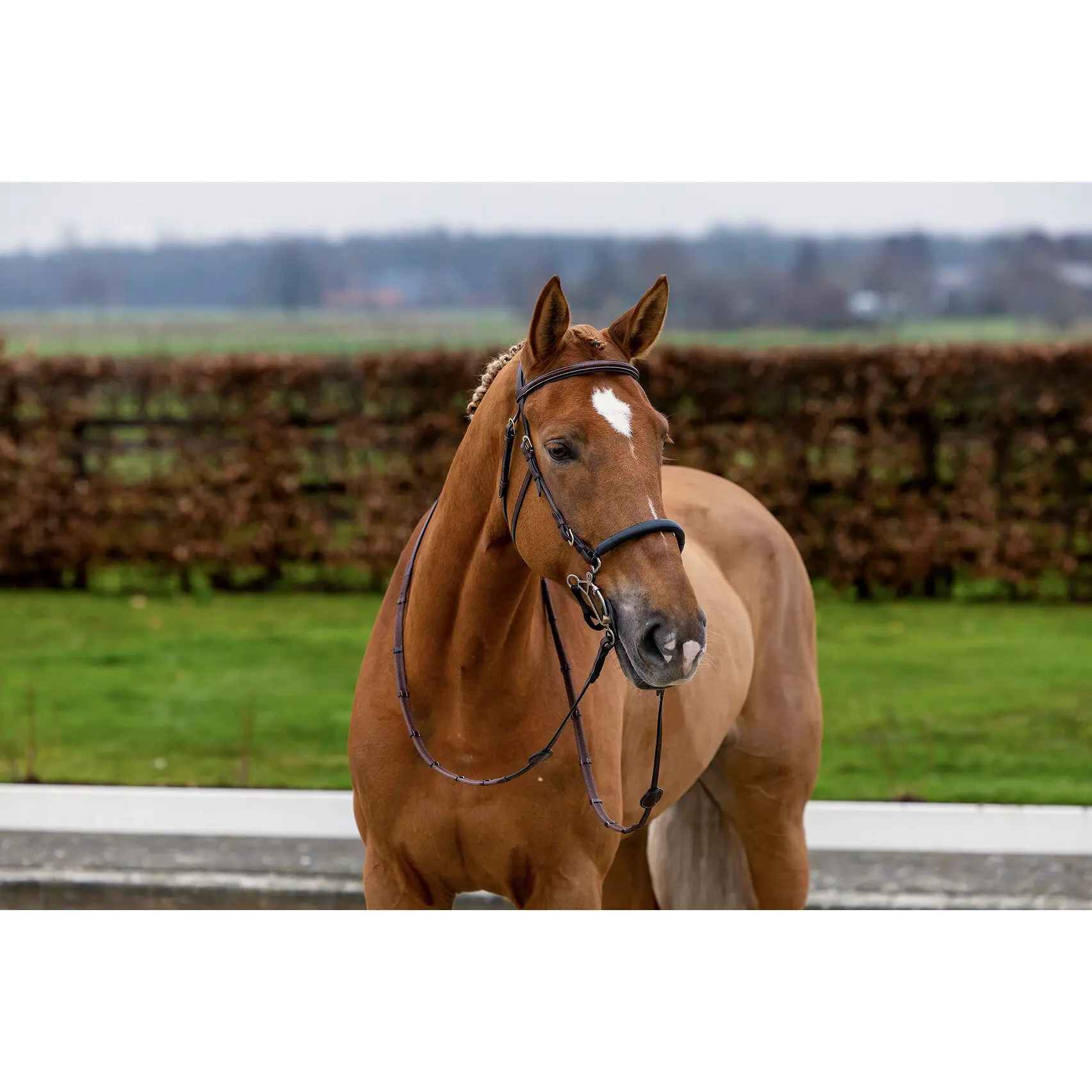 Anatomical riding bridle Trust Hickstead Hackamore