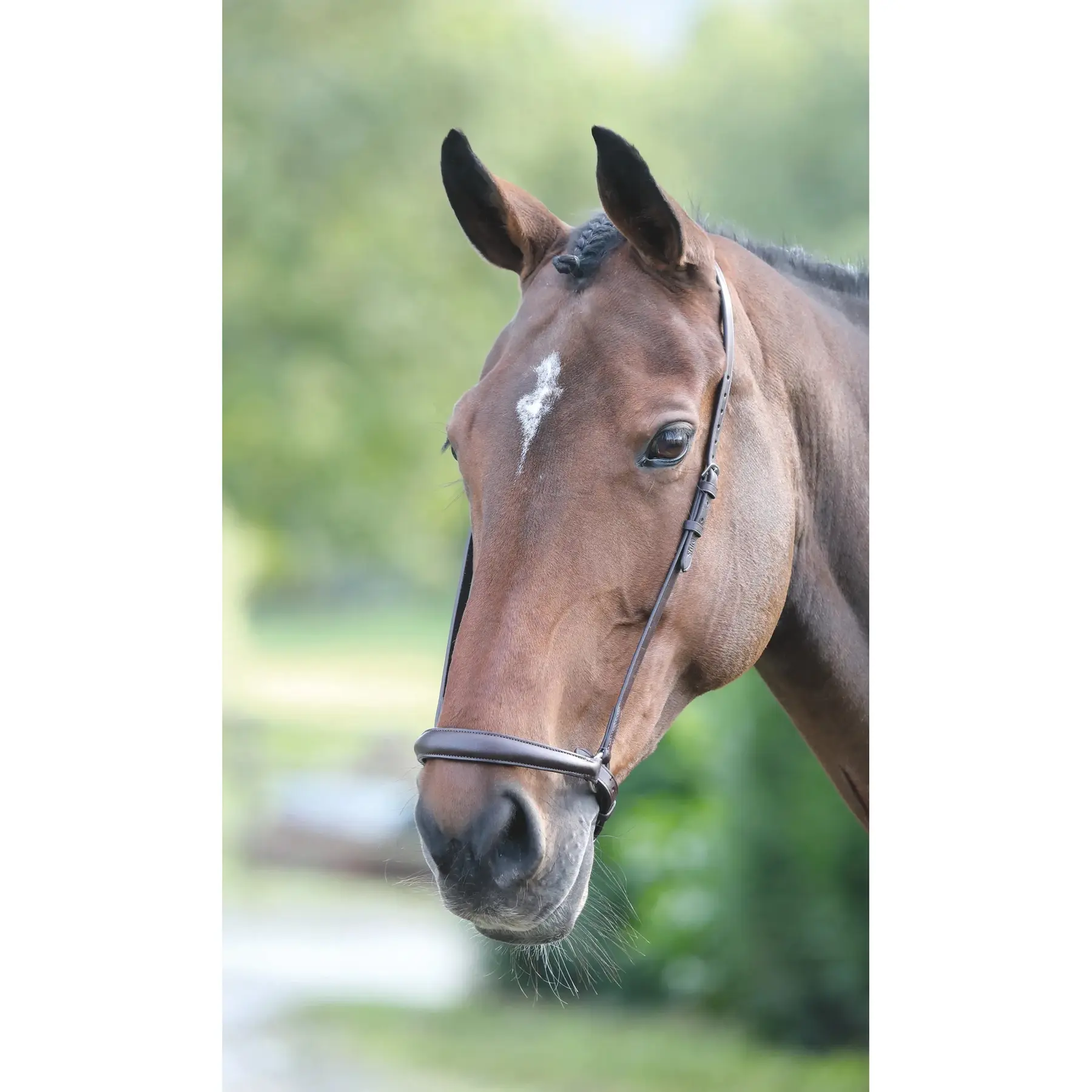 Muserolle cheval Velociti Gara Drop