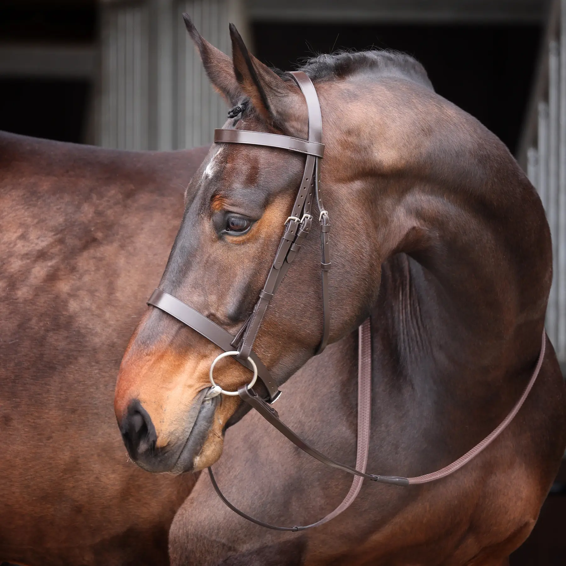 Bridon équitation Velociti Gara