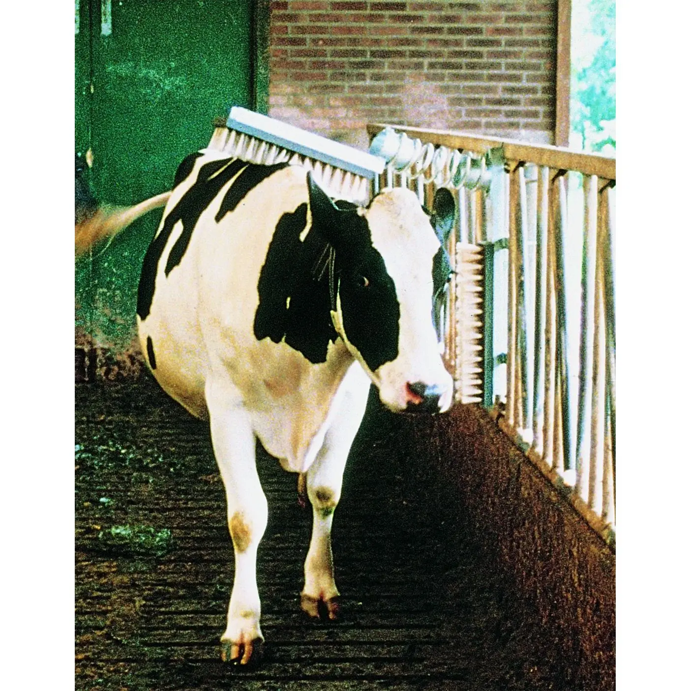 Brush for stall cattle Vink