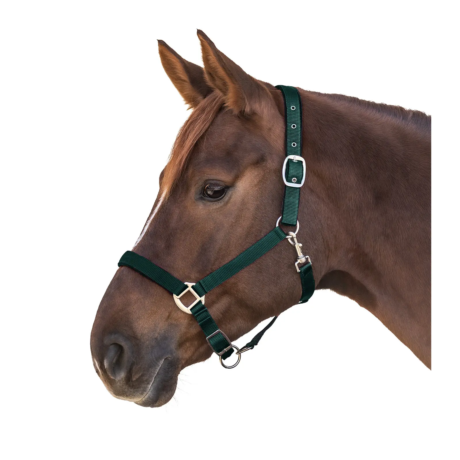 Satin headcollar for pony Waldhausen