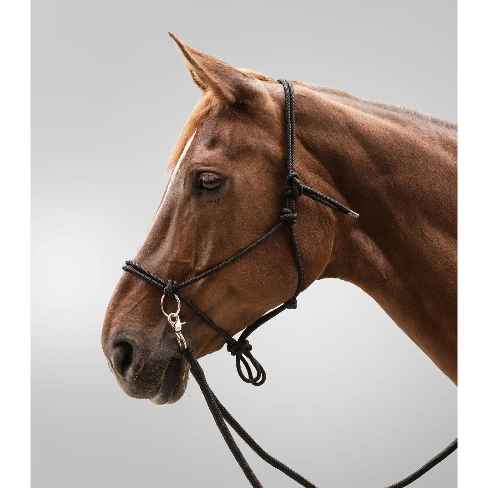 Knot halter for pony with reins Waldhausen