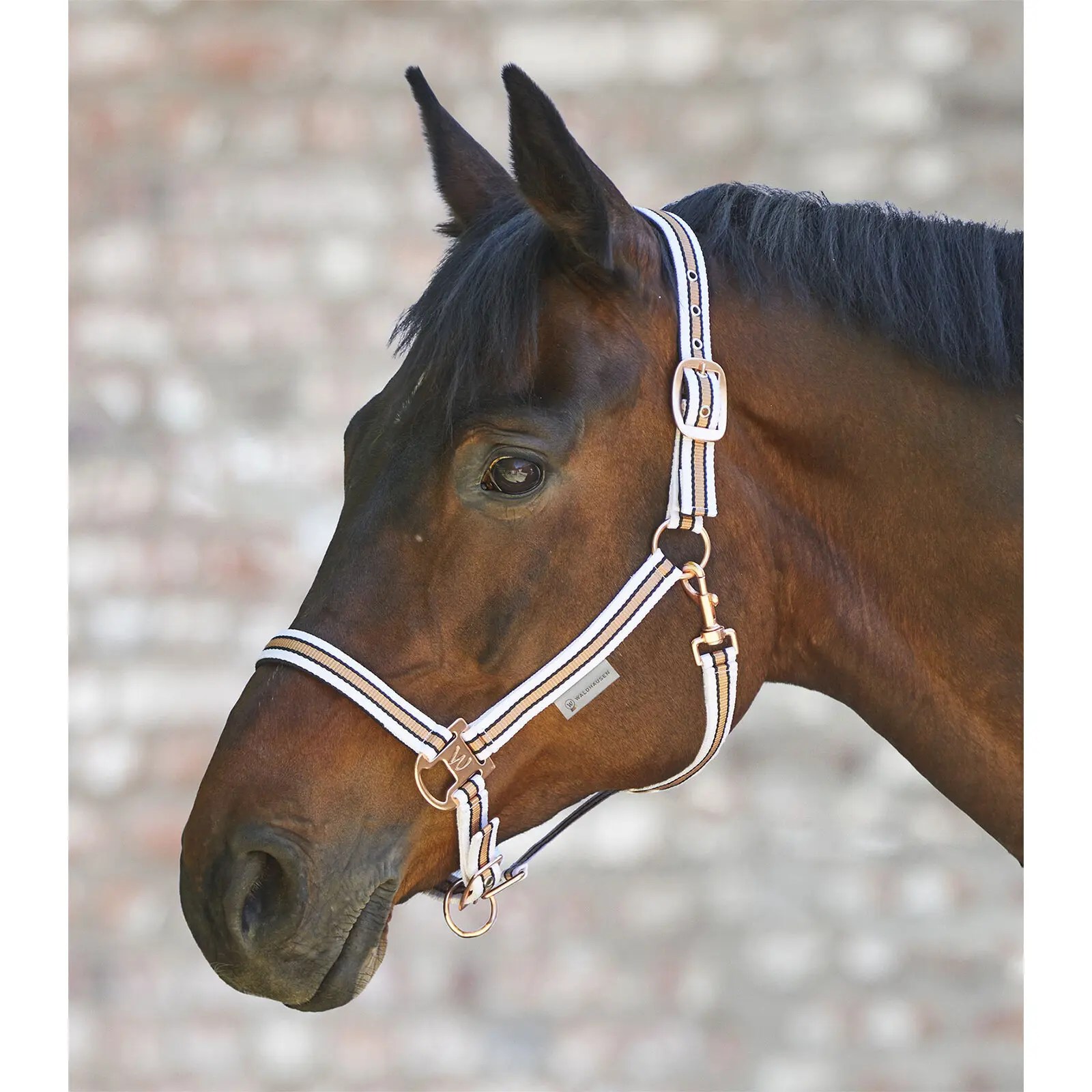 Halter for cob Waldhausen Shine