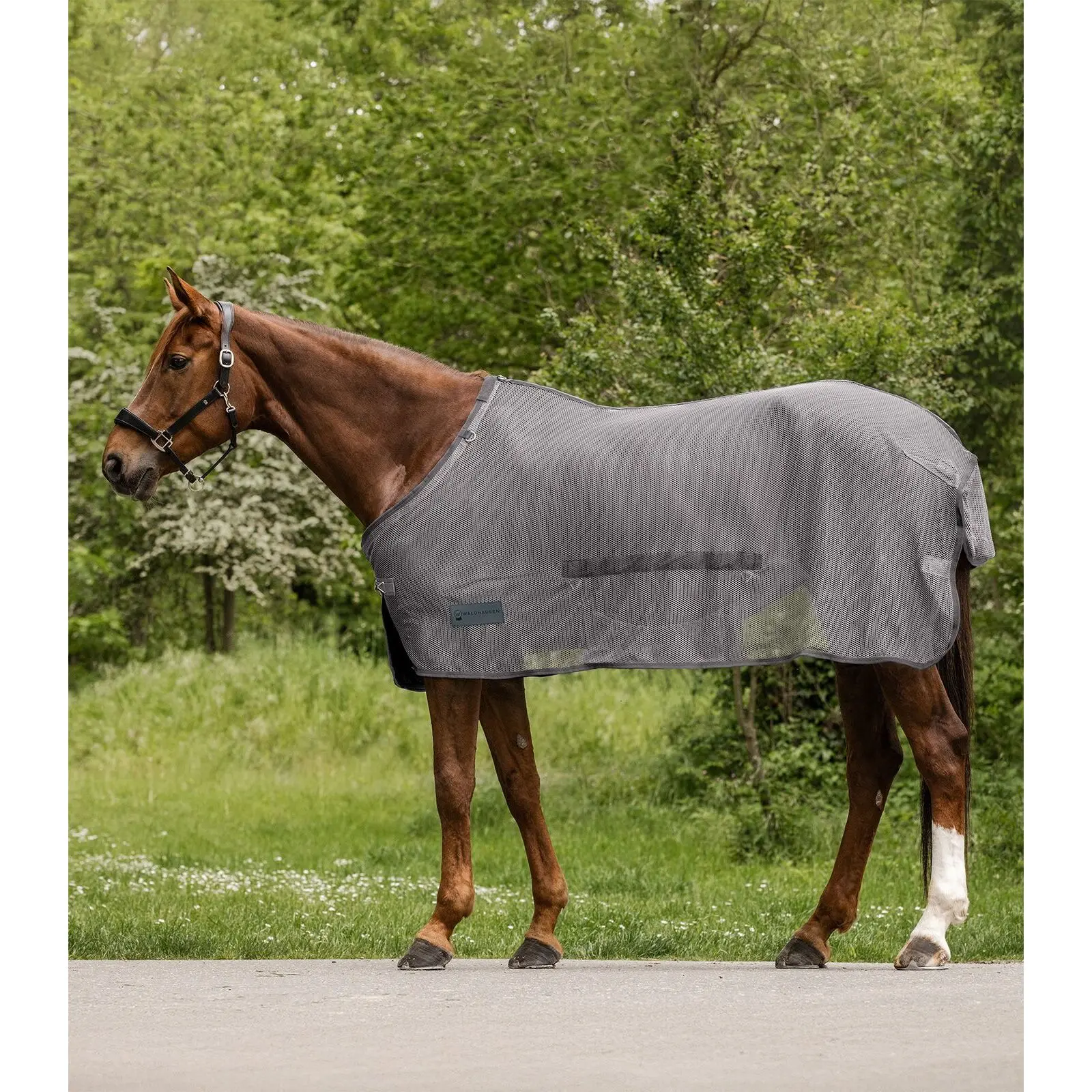 Fly sheet for horse with belly flap Waldhausen Comfort