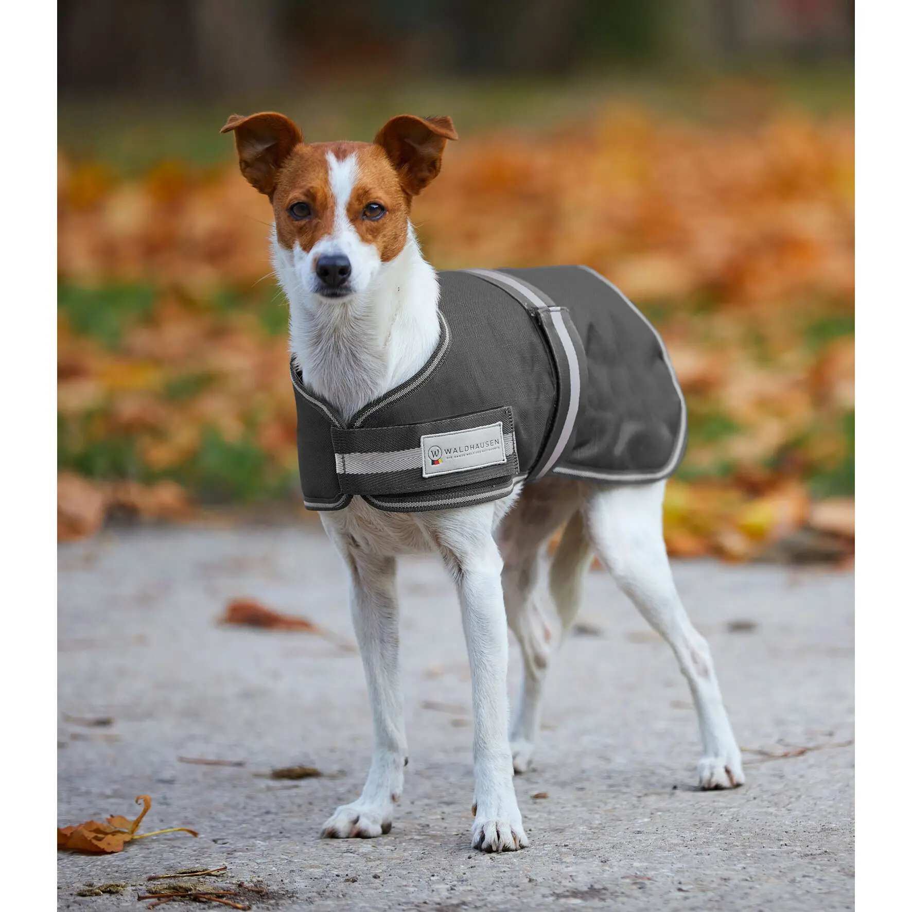 Raincoat for dogs Waldhausen Comfort