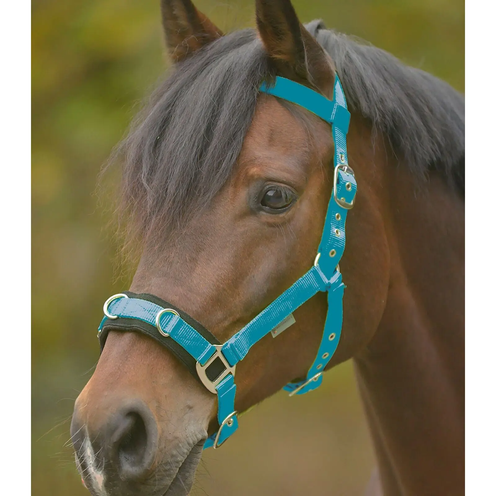 Lunge line halter Waldhausen Economic