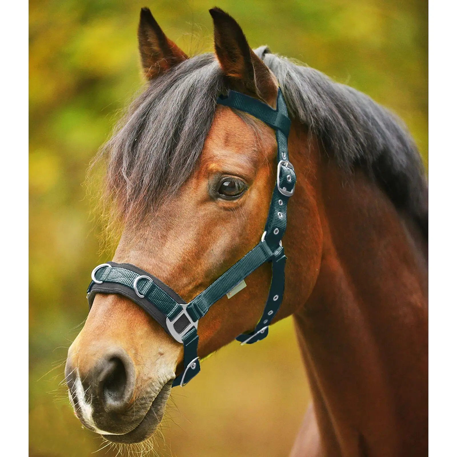 Lunge line halter Waldhausen Economic