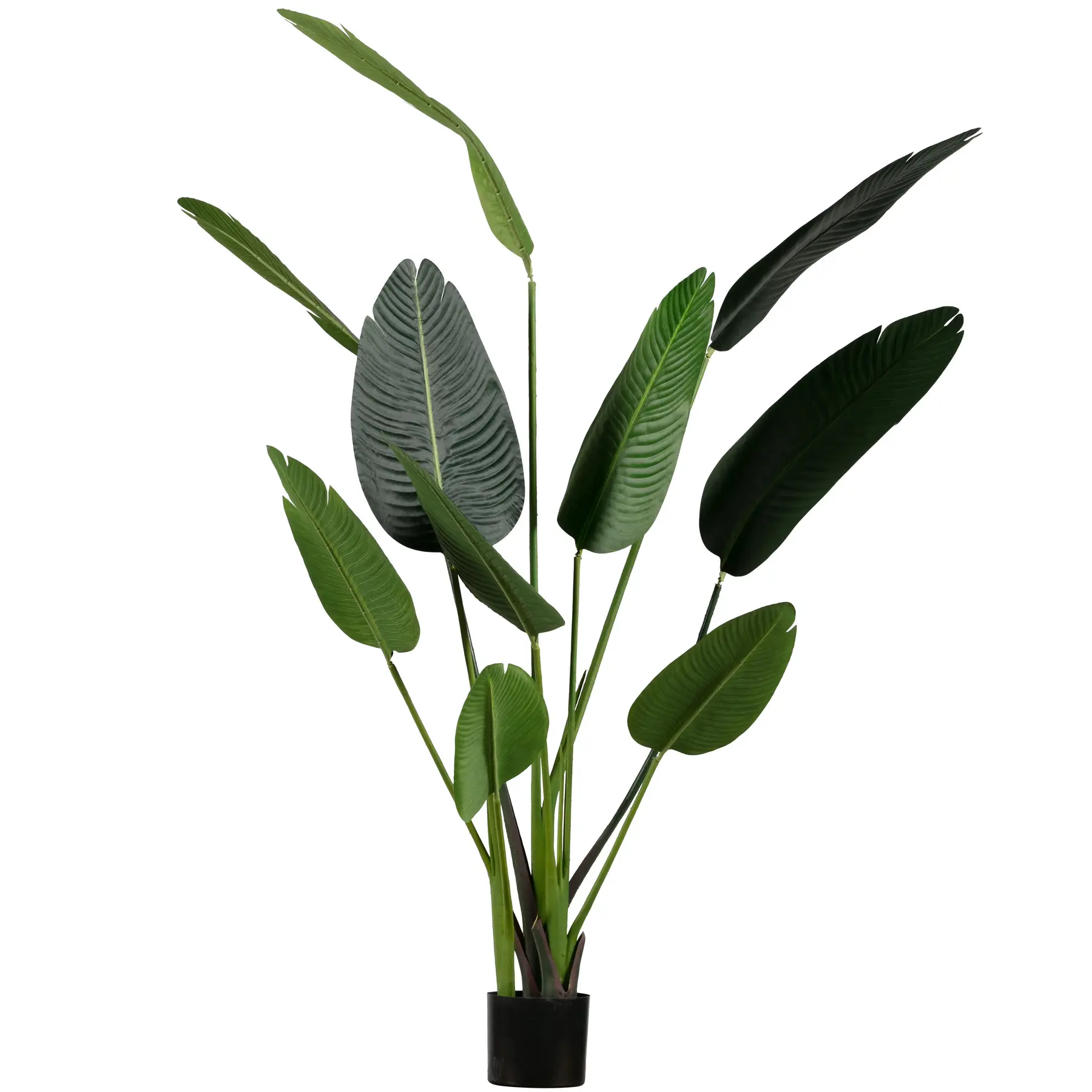 Zimmerpflanze Woood Strelitzia