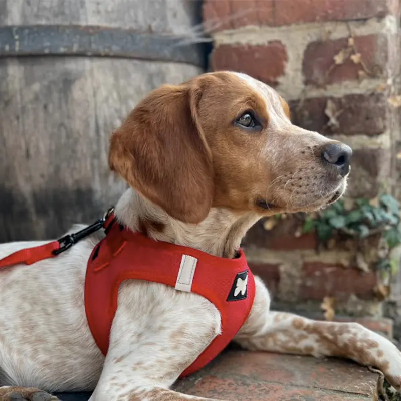 Halsband und Geschirr